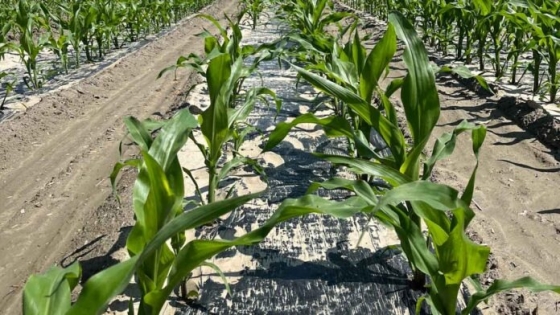 ¿El futuro del suelo agrícola? Una innovación que elimina plásticos y regenera la vida