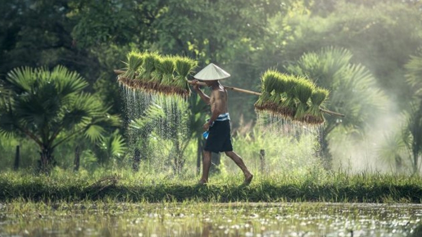 Los agricultores digitales de China están haciendo que la agricultura sea más rentable
