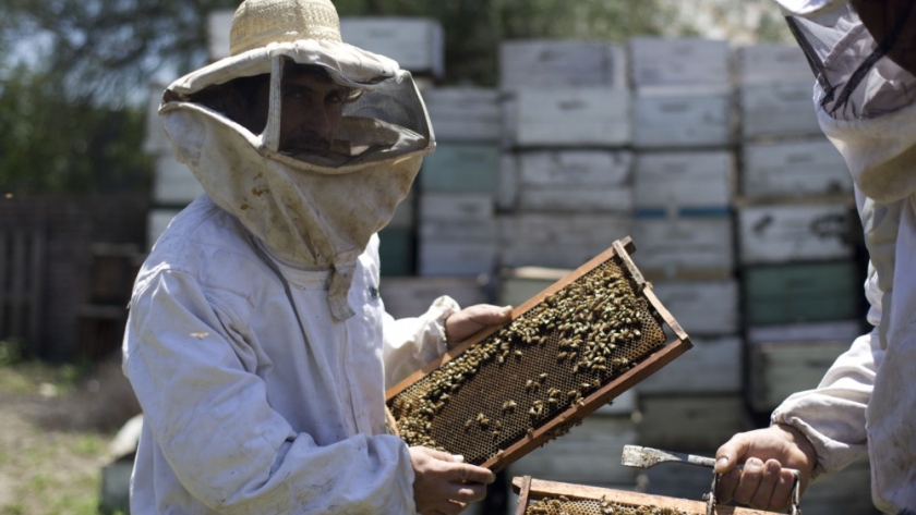 Programa de Fortalecimiento Productivo para la Cadena Apícola: 3084 productores son los primeros beneficiados con más de 439 millones de pesos