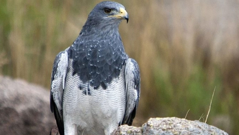 Guardaparques liberaron un Águila Mora en Malargüe 