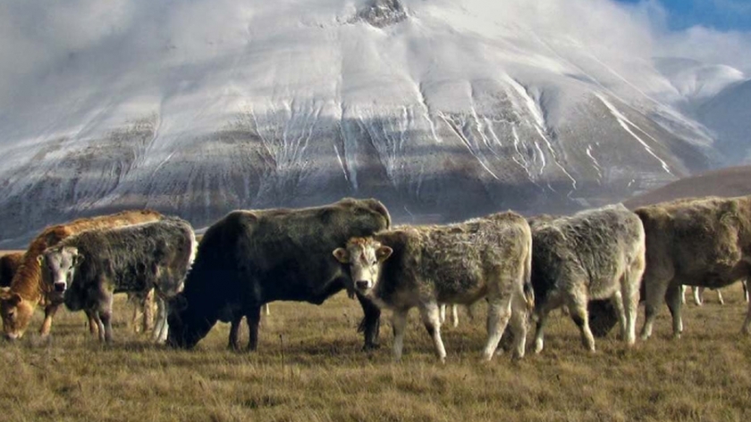 Uso de la tierra para resolver el cambio climático: un enfoque en la ganadería