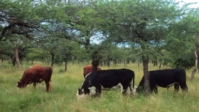 Ganadería: pastizales y carbono, una gestión responsable de la actividad