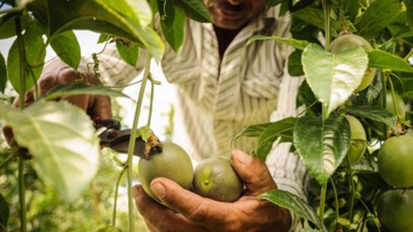 México podría importar mano de obra para sector agrícola, asegura titular de Sader