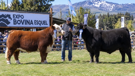 Expo Bovina de Esquel: más de 14 cabañas en la edición 49