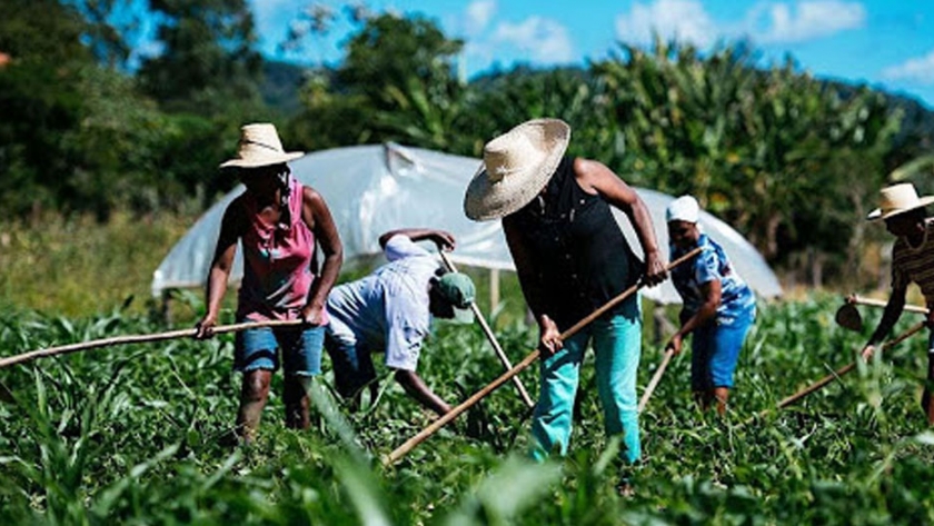 Impacto de la emergencia sanitaria por COVID19 en las cadenas productivas de la agricultura familiar de Salta y Jujuy
