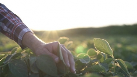 Cambio climático: el productor busca protegerse en una compañía confiable