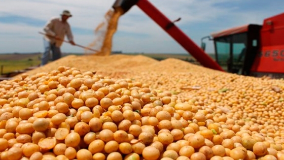 Escasez de legumbres, un problema de seguridad y soberanía alimentaria