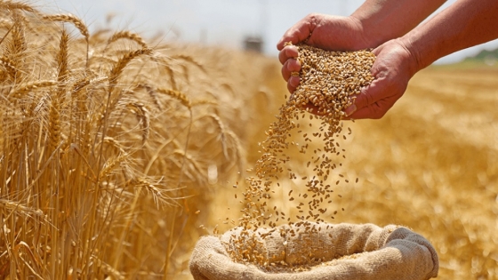 El trigo argentino resiste sin repunte de precios en un contexto global de alta oferta y baja demanda