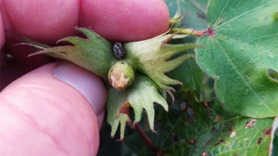 Impresionante ataque de picudos en lotes de rebrote de algodón
