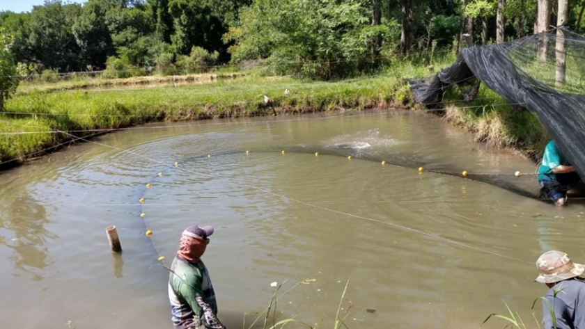 La Provincia apuesta al desarrollo de una piscicultura sostenible, productiva y social