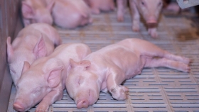 Argentina cada vez más cerca de exportar subproductos porcinos, tecnología agropecuaria y logística a China