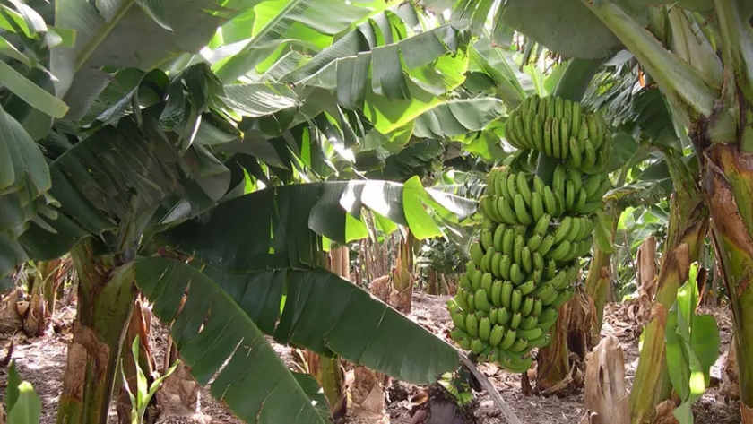 Enfermedades en cultivos agravan crisis alimentaria en Venezuela
