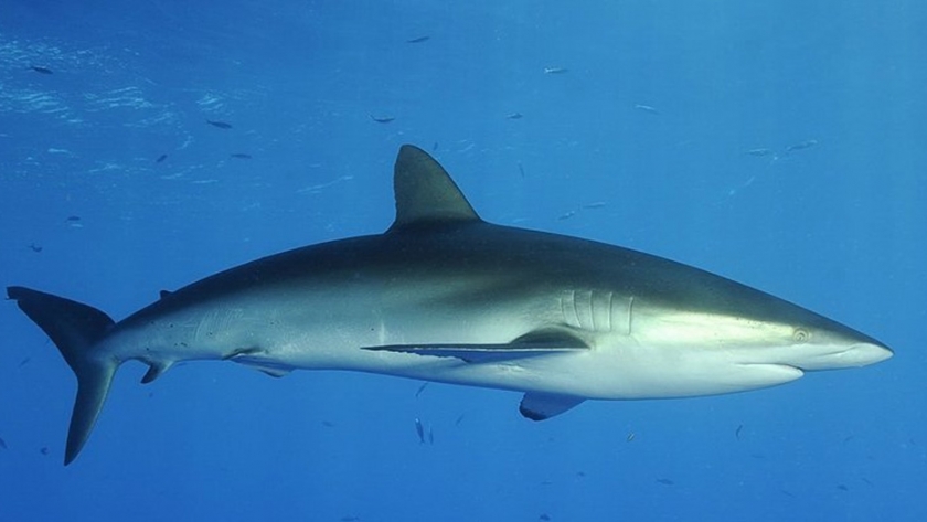 Buenas prácticas de pesca aplicadas a tiburones