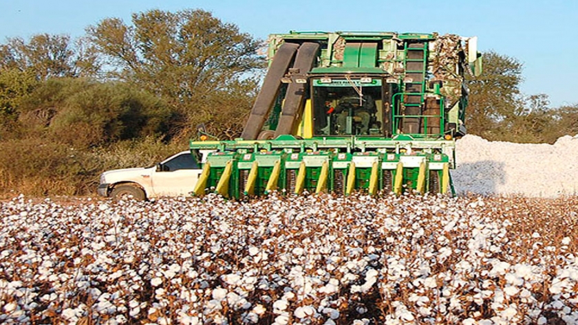 Algodón: existencias en el nivel más alto en 5 años y el consumo y comercio sufren durante la pandemia