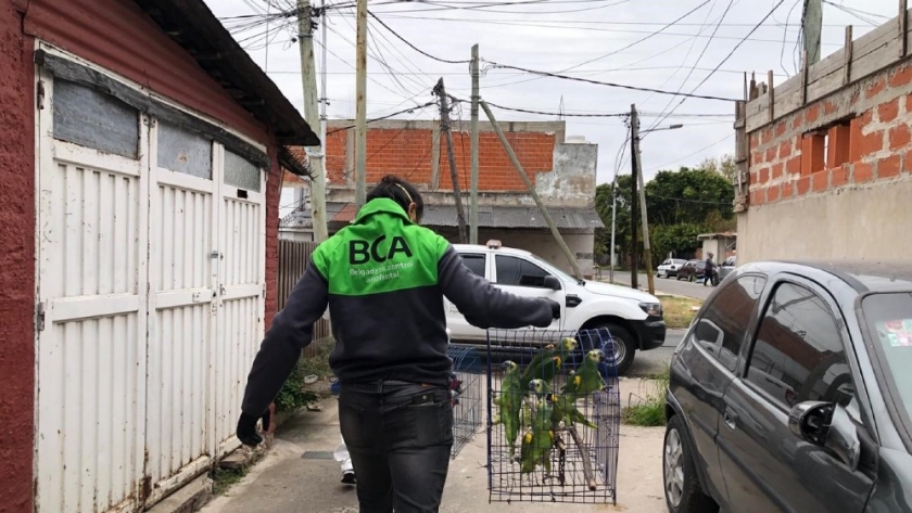 La Brigada de Control Ambiental desarticuló una red de tráfico de fauna que operaba en diferentes provincias