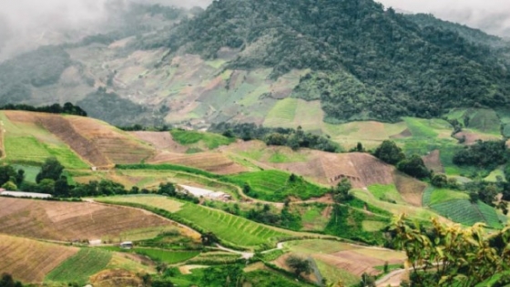 Café panameño: el origen que conquistó el mundo con calidad, variedad e historia