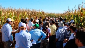 Cómo dan los números del planteo trigo-maíz de segunda en Córdoba