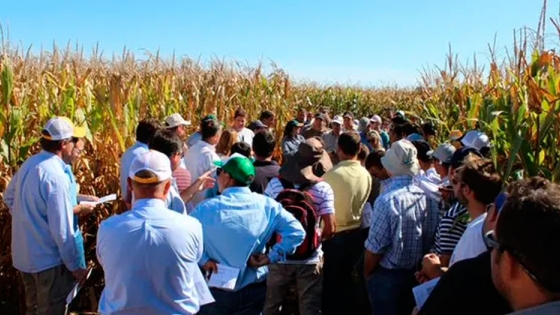 Cómo dan los números del planteo trigo-maíz de segunda en Córdoba