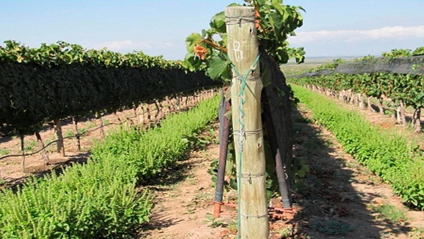 Las plantas aromáticas cercanas a los viñedos influyen en el sabor el vino
