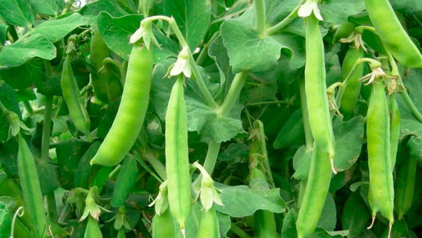 Las arvejas y porotos también podrían cumplir el rol de la soja en la alimentación animal