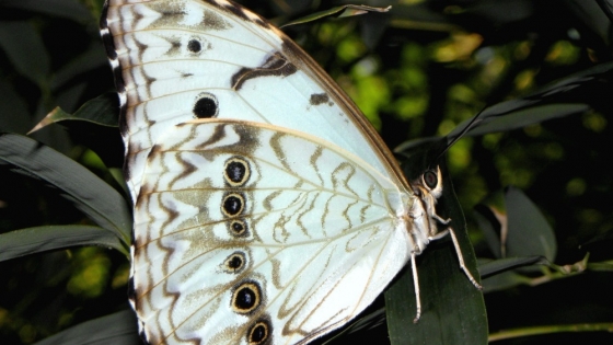 La provincia de Buenos Aires declaró Monumento Natural a la Mariposa Bandera Argentina