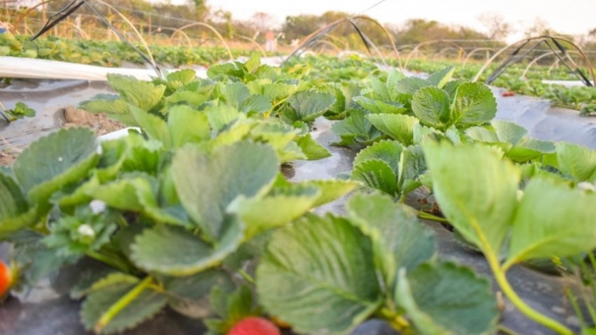 Convocan a productores frutihortícolas a registrarse en el SIPACH