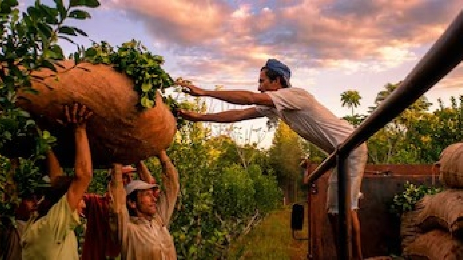 Yerbateros cuestionan los cambios al INYM y la Ley de Tierras