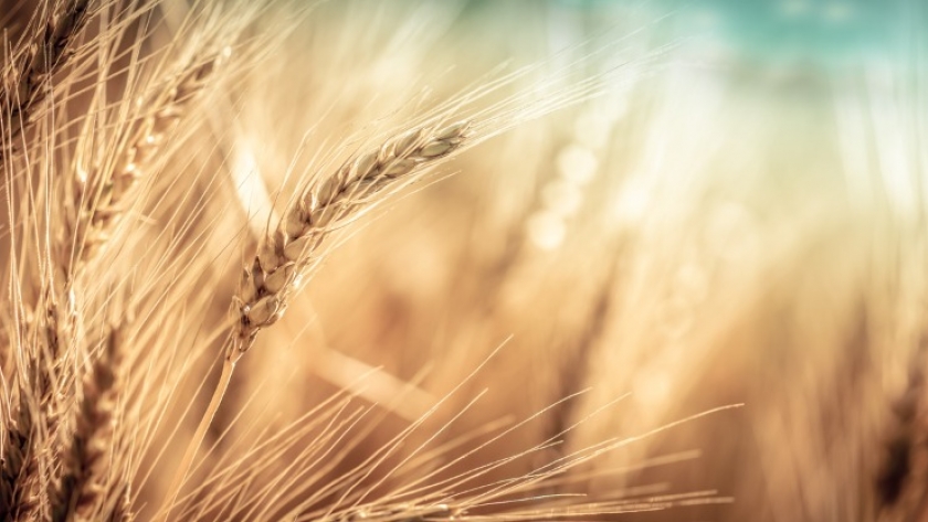 Requerimientos agroclimáticos para el trigo: ¿se cumplirán en esta campaña?