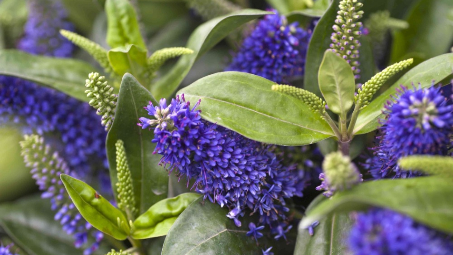 Verónica arbustiva: la planta resistente al frío que florece en otoño y es ideal para jardines o balcones
