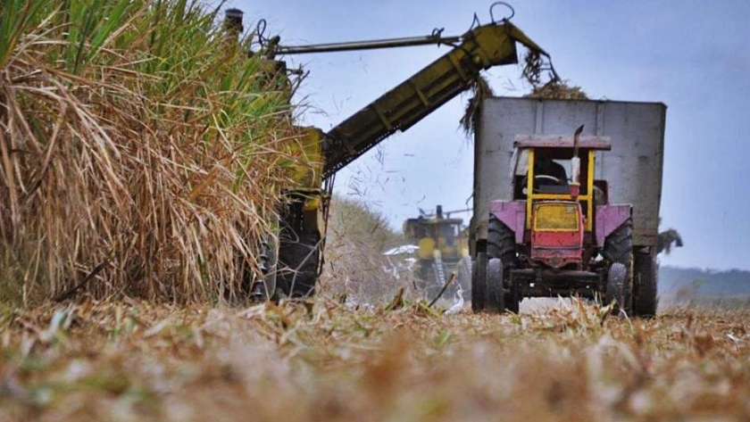 Tucumán: peligran los productores chicos de caña de azúcar