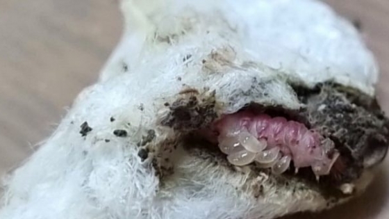 Alerta por lagarta rosada: claves para proteger el algodón