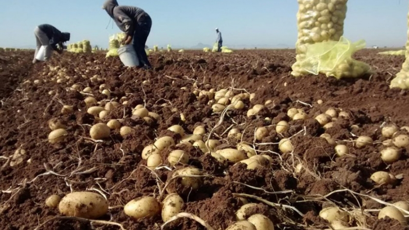 Avanzan en la elaboración de un protocolo para productores de papa