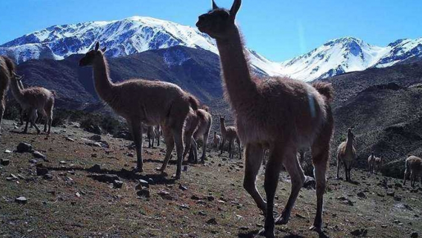 El conflicto entre los ganaderos y la vida silvestre se intensifica a medida que el cambio climático empeora en Chile
