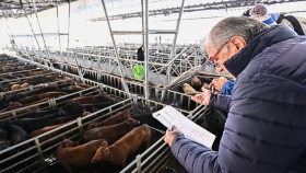 Vuelan vacas y novillos en el mercado de Cañuelas
