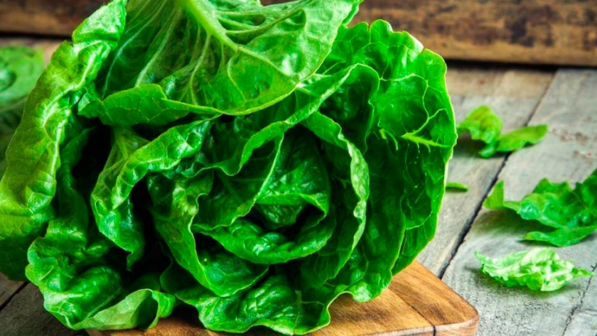 Identifican dos enmiendas orgánicas para el cultivo de lechuga en el periurbano cordobés