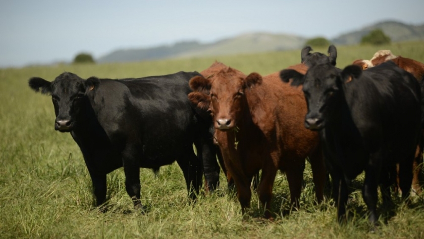 Estados Unidos continúa ganando participación en el mercado de carne uruguaya