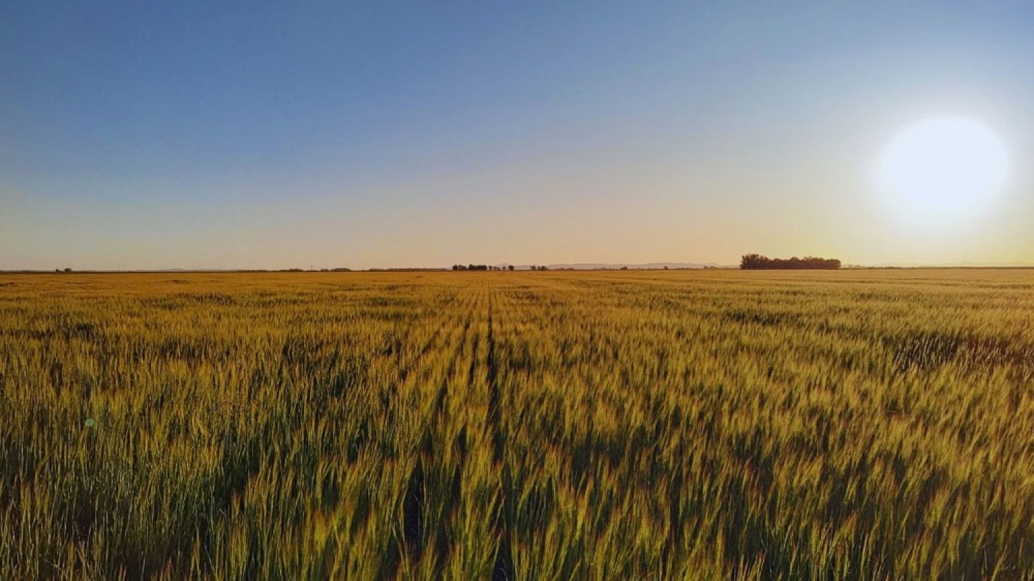 Impacto del manejo agrícola según el entorno productivo