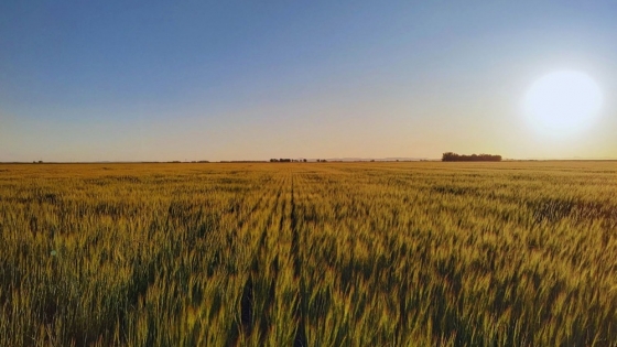 Impacto del manejo agrícola según el entorno productivo