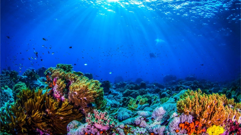 Los gigantes del mar: los principales países pescadores y su impacto global