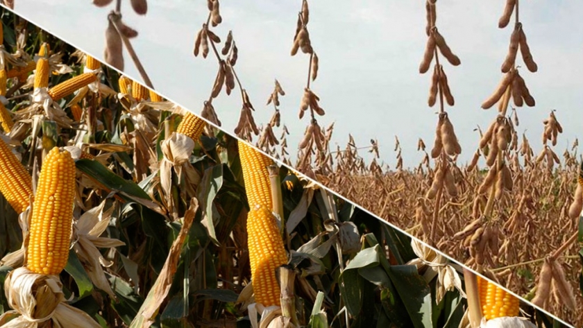 Los cultivos de soja y maíz se desarrollan con los perfiles recargados