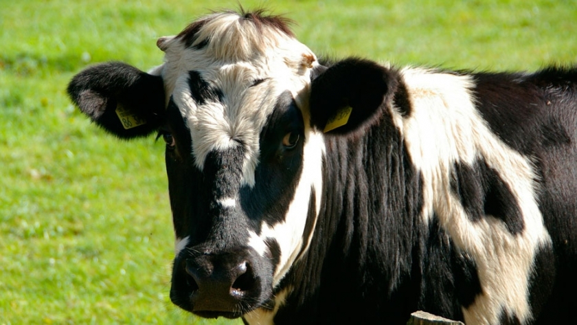 La Argentina podrá exportar bilis bovina a Nueva Zelanda