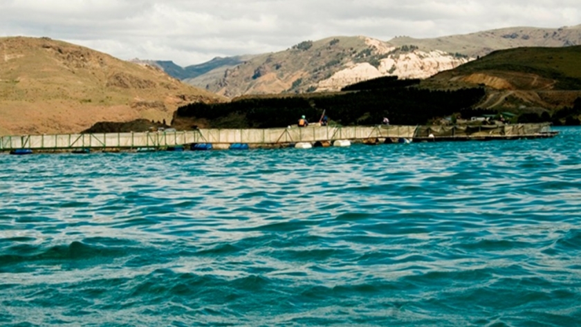 Se evitó el ingreso de productos de la pesca provenientes de Chile no aptos para su consumo