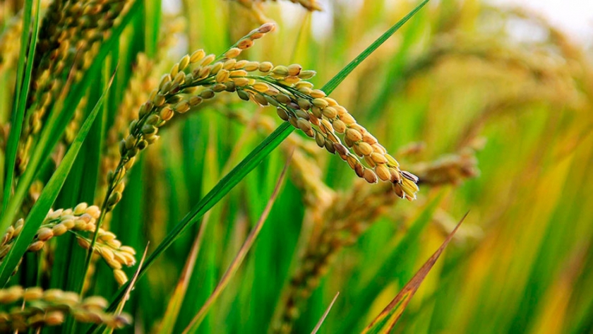 Arroz con mayor valor agregado