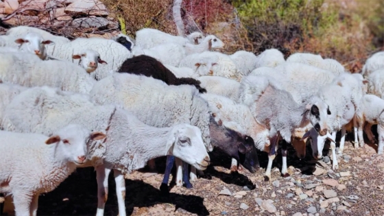 Se realizaron las Jornadas de raza ovina criolla en Catamarca