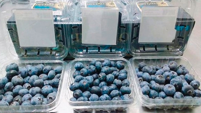 Los arándanos orgánicos biodinámicos argentinos se abren paso en el mercado mundial