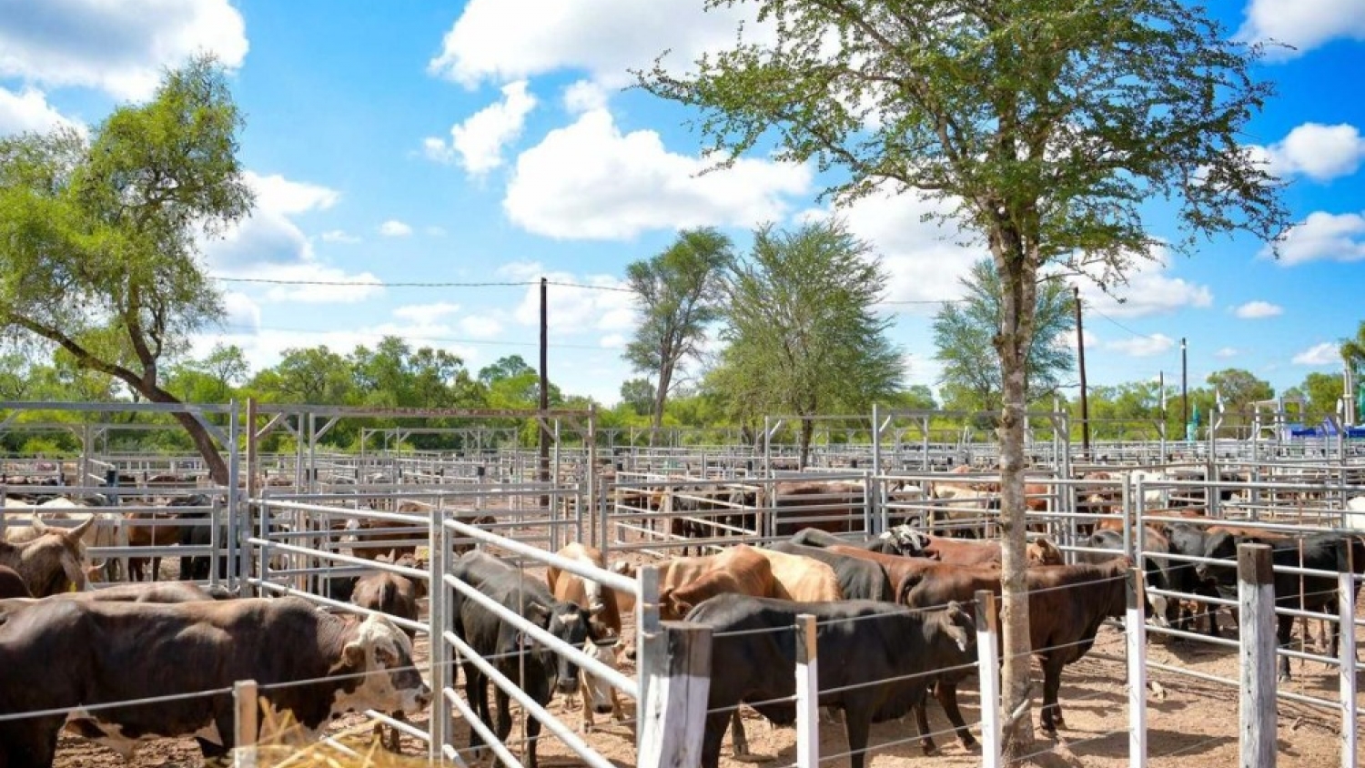 Una feria ganadera en Laguna Blanca comercializó más de 1.000 cabezas y reunió a 59 productores