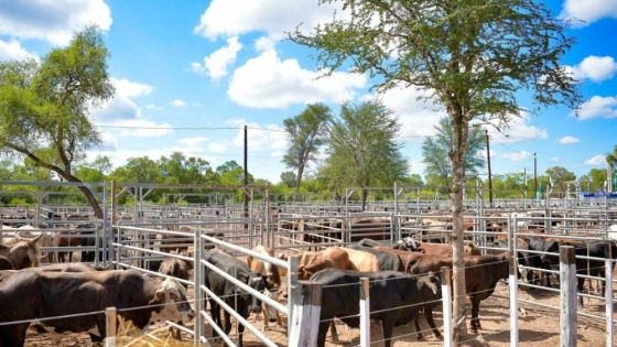 Una feria ganadera en Laguna Blanca comercializó más de 1.000 cabezas y reunió a 59 productores