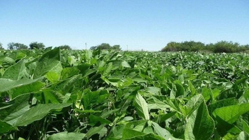 Soja: las plagas más incidentes hoy en día en el cultivo