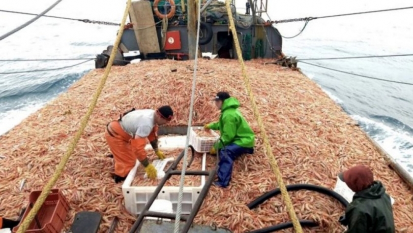 Langostino. Se prospectan subáreas 7-8 y 14 por cuatro días