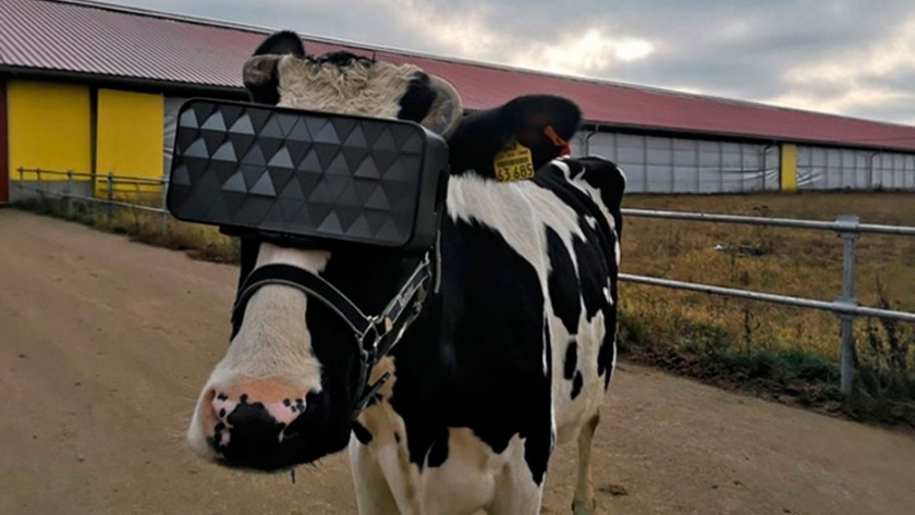 Vacas pasan los días de invierno con lentes de realidad virtual en Rusia